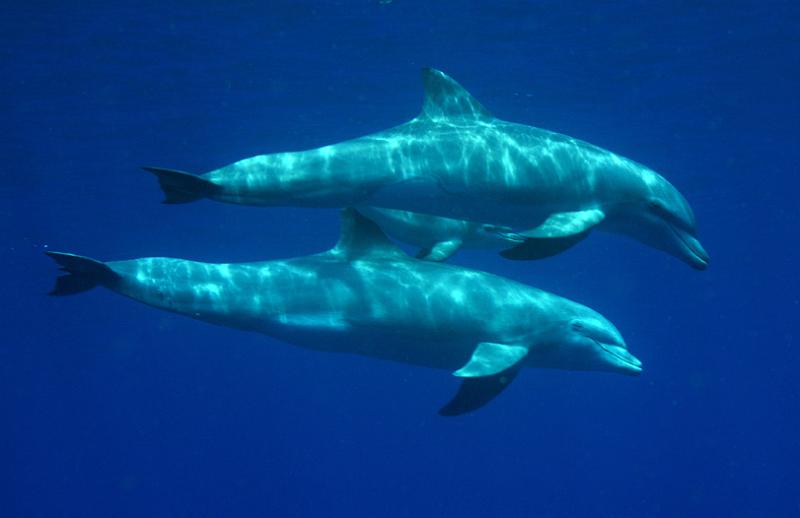 GWD Saintes tursiops mouillage 2013 29sept_13.jpg
